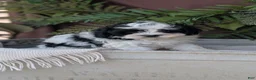 Cockapoo dogs for sale: Hunter - Ad 9