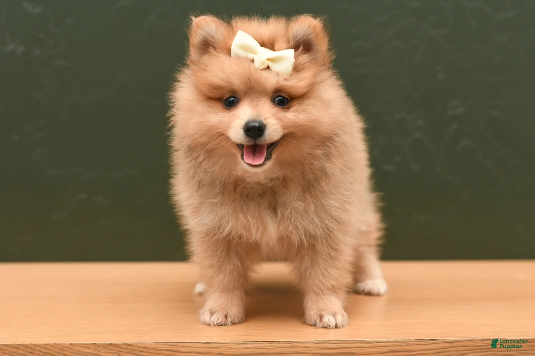 Pomeranian dogs for sale: Jinger - Ad 1