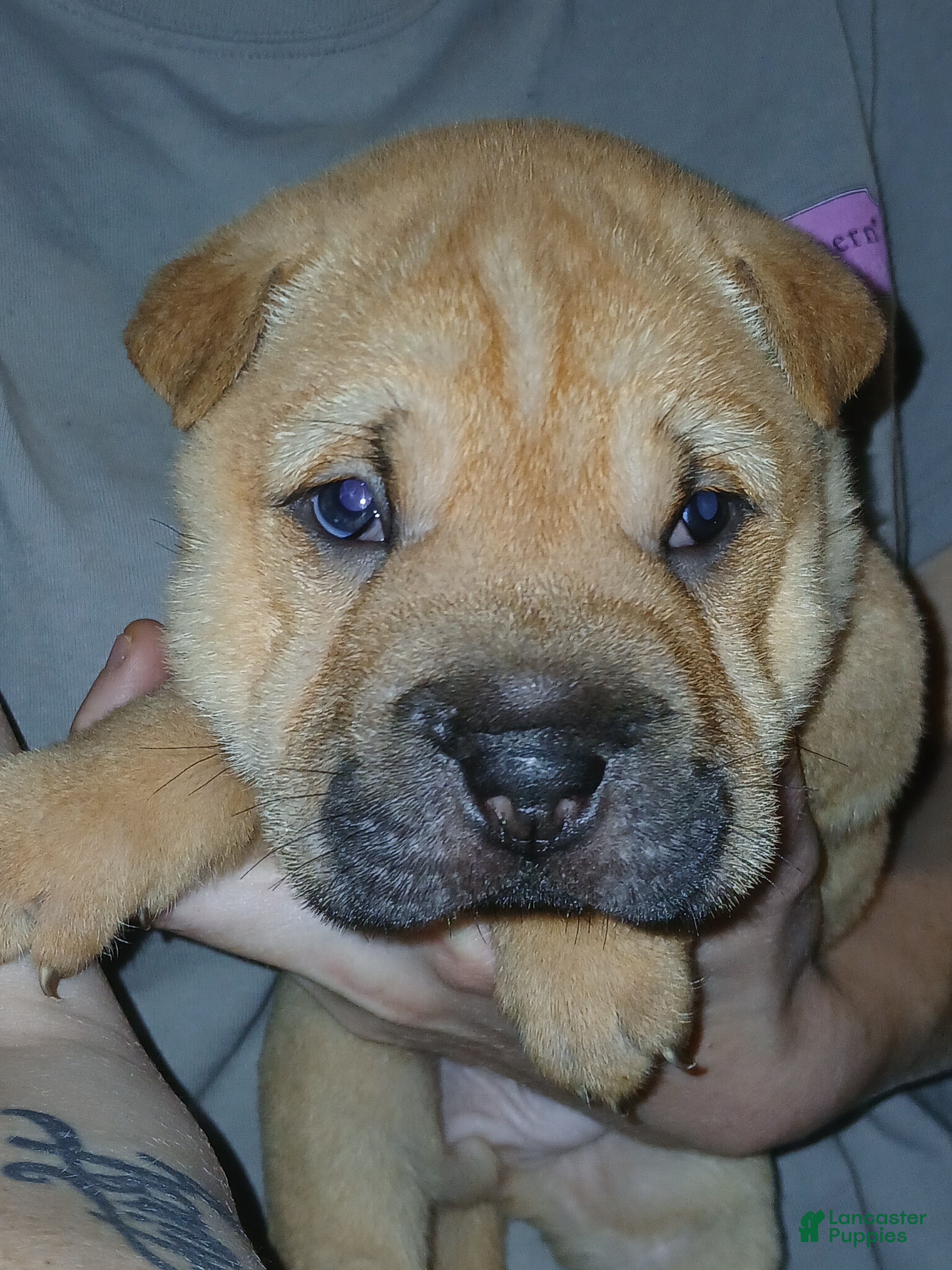 Shar Pei dogs Shar Pei Puppy 3 - Ad 7