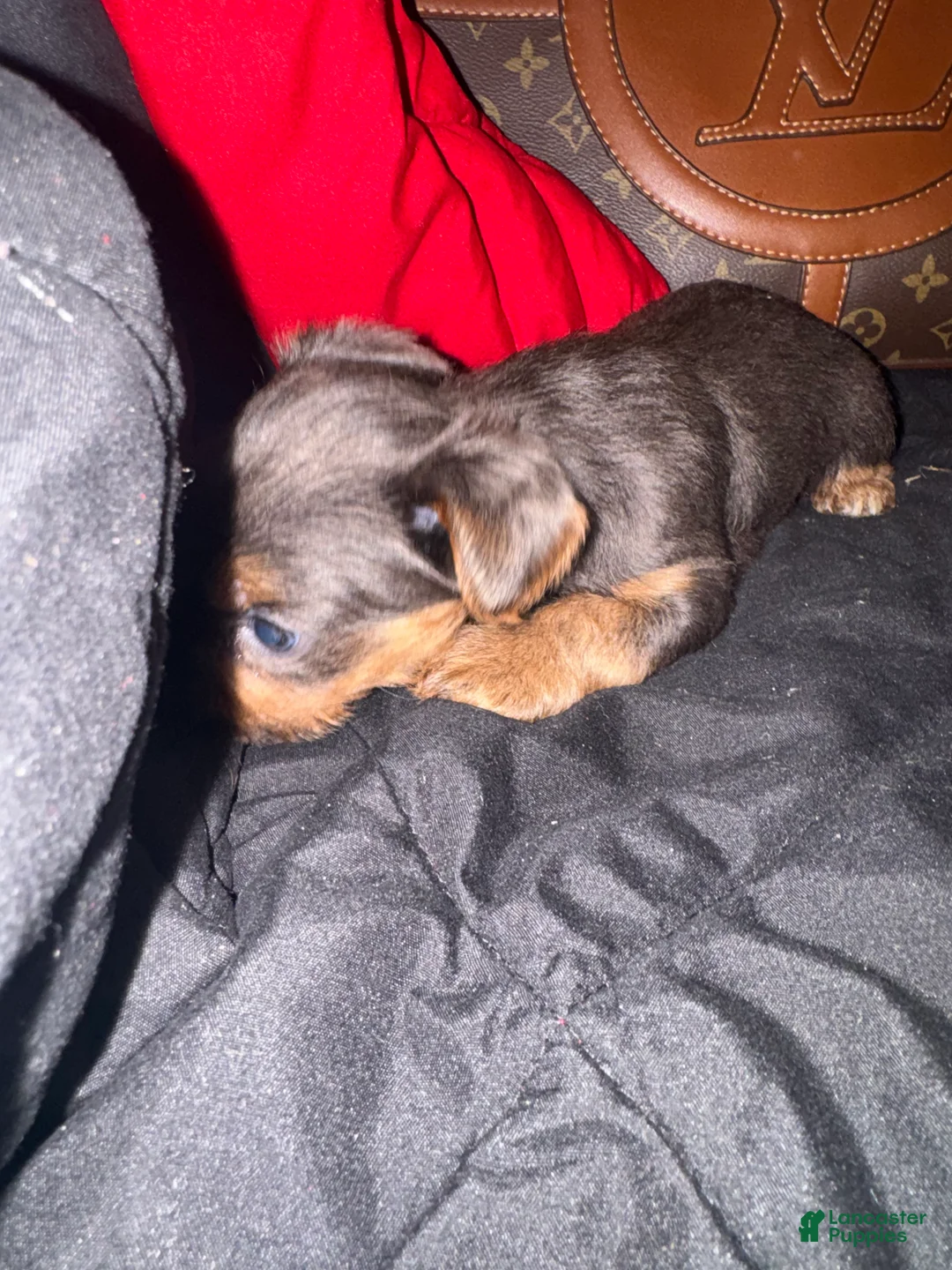 Yorkiepoo dogs for sale: Yorkiepoo 4 - Ad 2