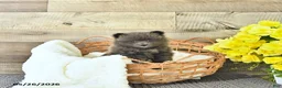 Pomeranian dogs for sale: Conner - Ad 3