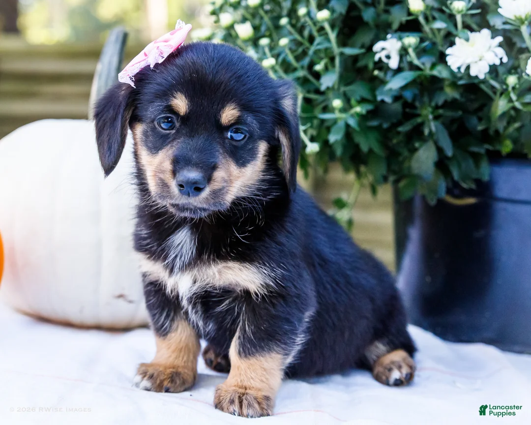 Mixed Breed dogs for sale: Coco - Ad 1