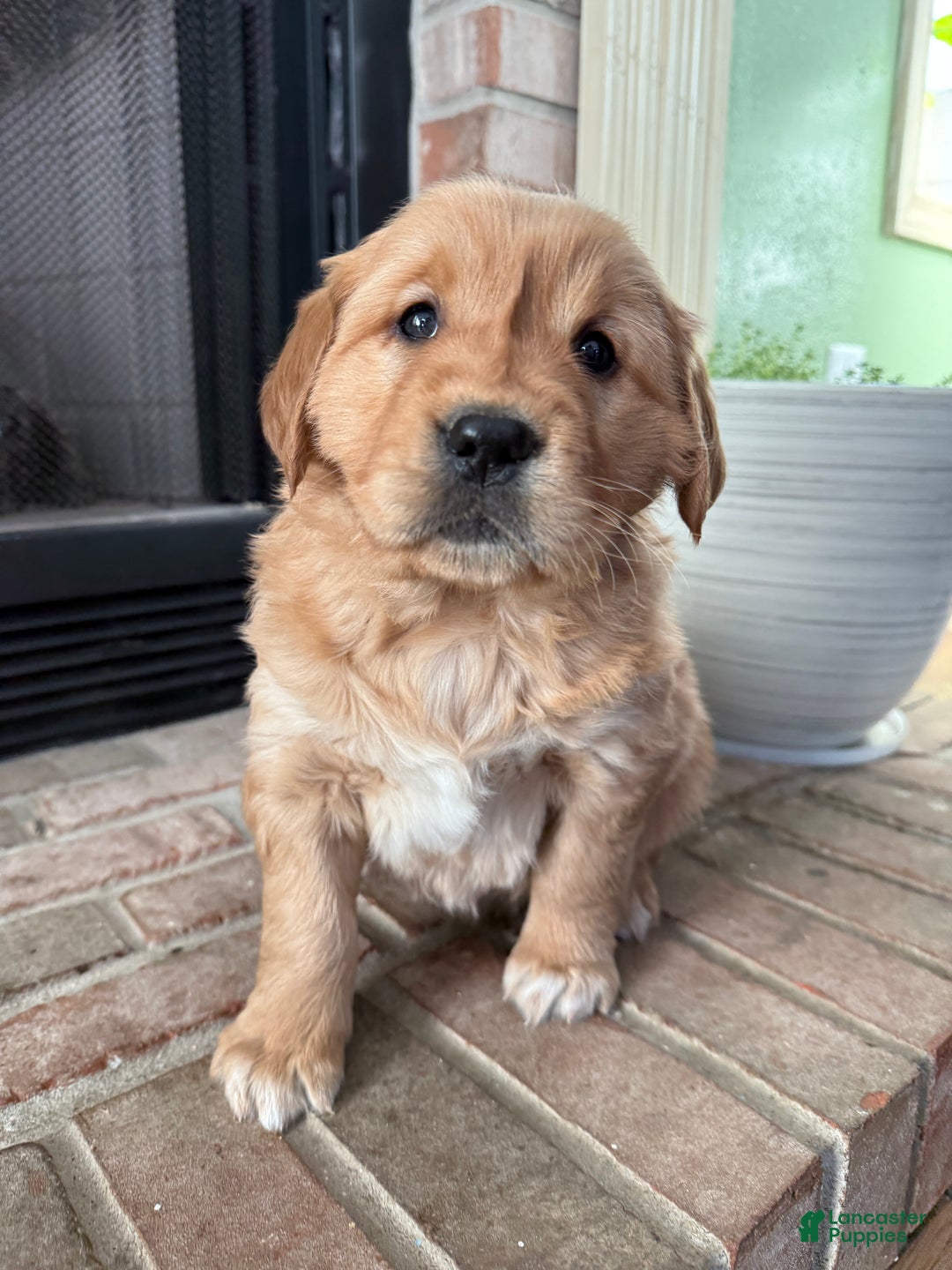 Golden Retriever dogs for sale: Samantha - Ad 9