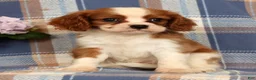 Cavalier King Charles Spaniel dogs for sale: Mason - Ad 5