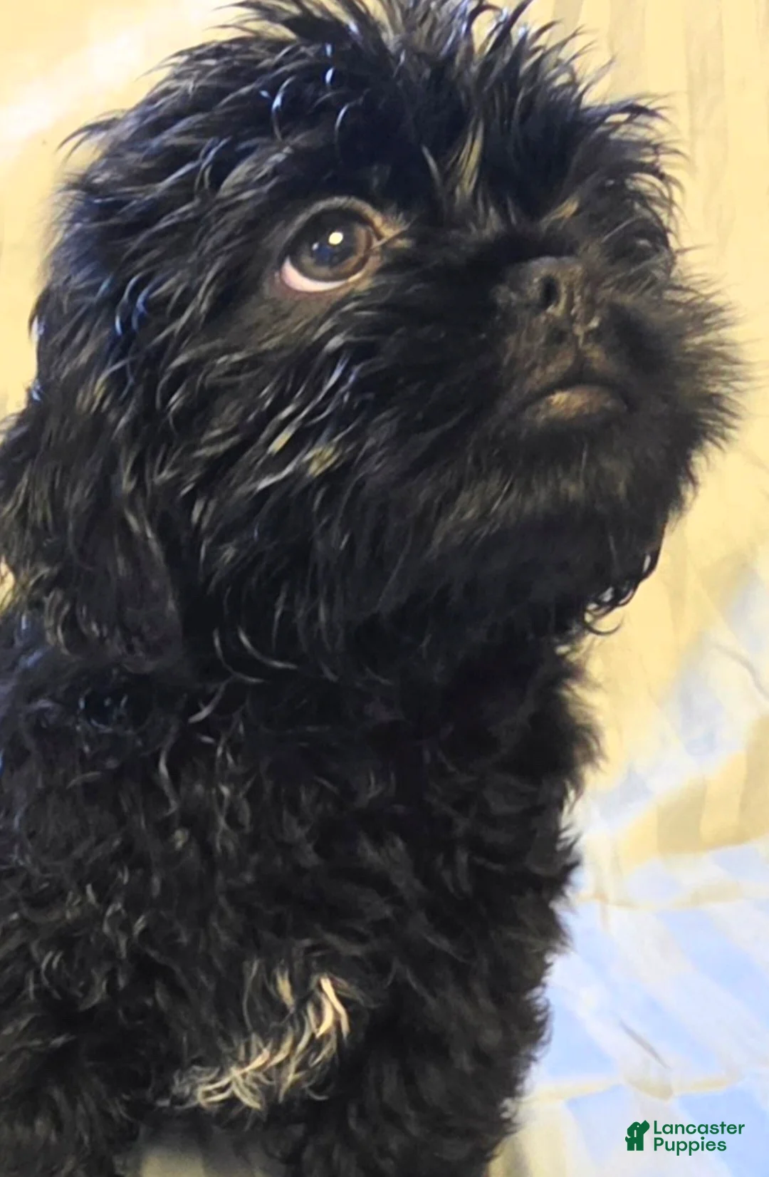 Teddy Bear dogs for sale: Ebby - Ad 2