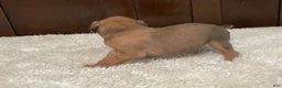 Boxer dogs for sale: Moxy - Ad 14