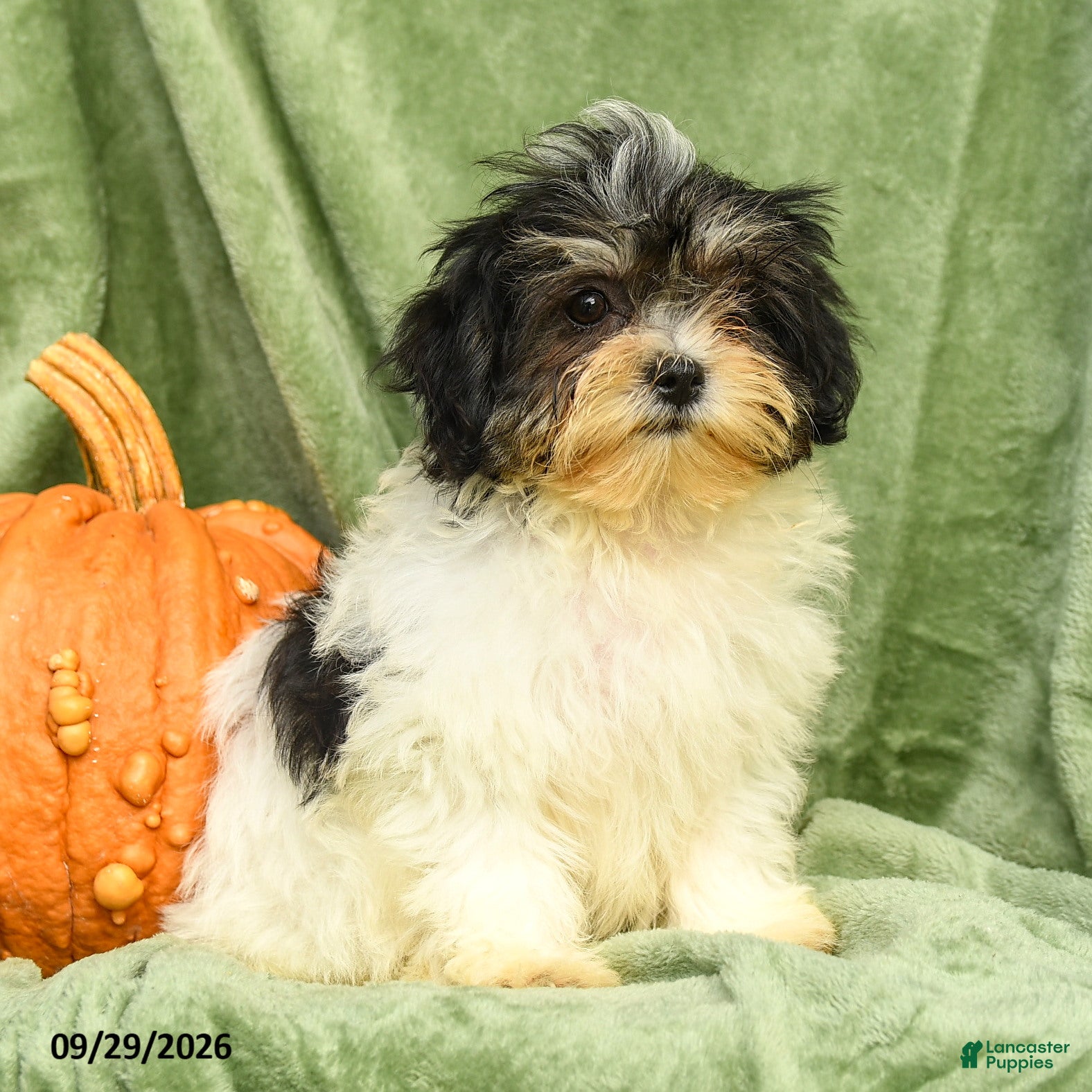 Jade, Shichon