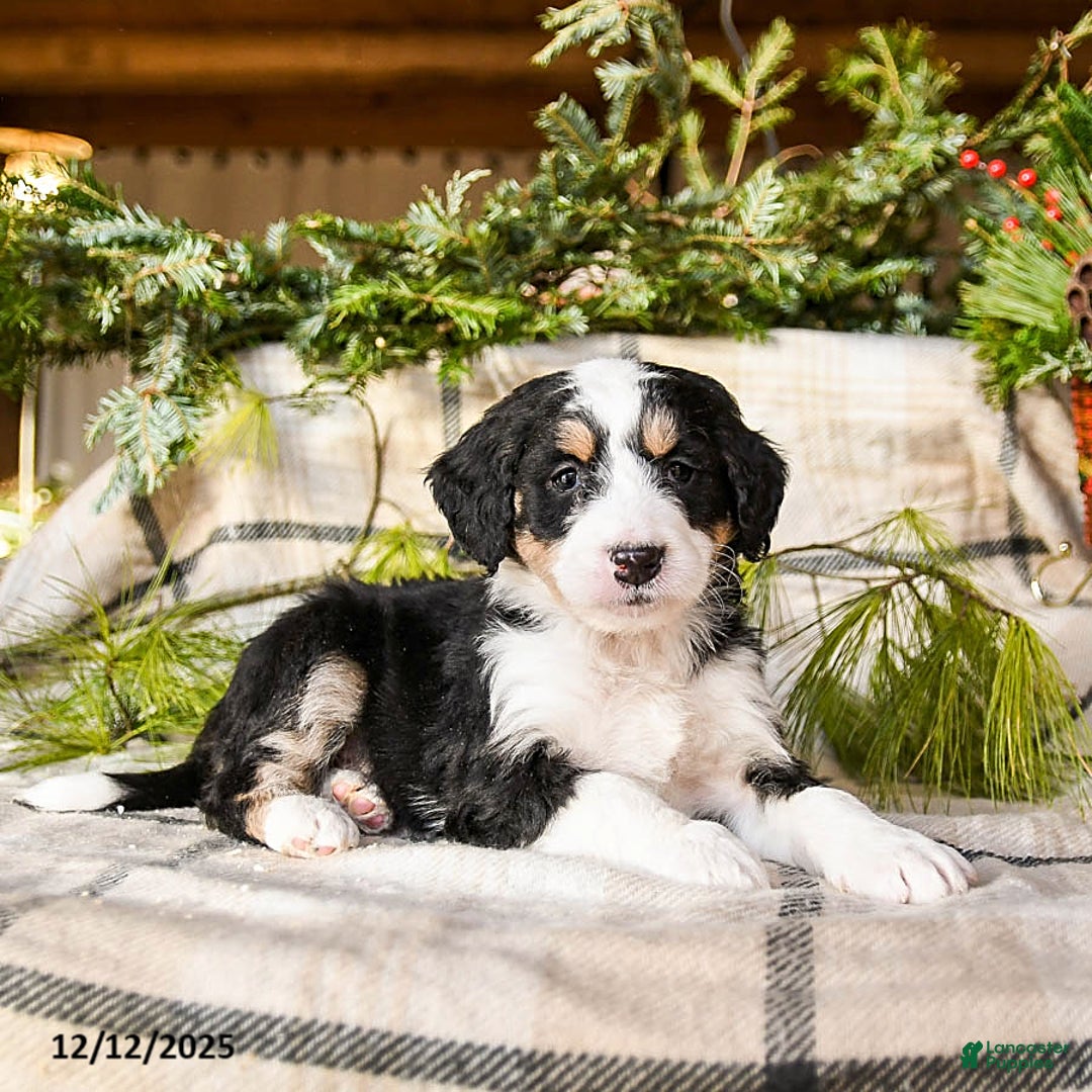 Mini Bernedoodle dogs for sale: Midnight - Ad 4