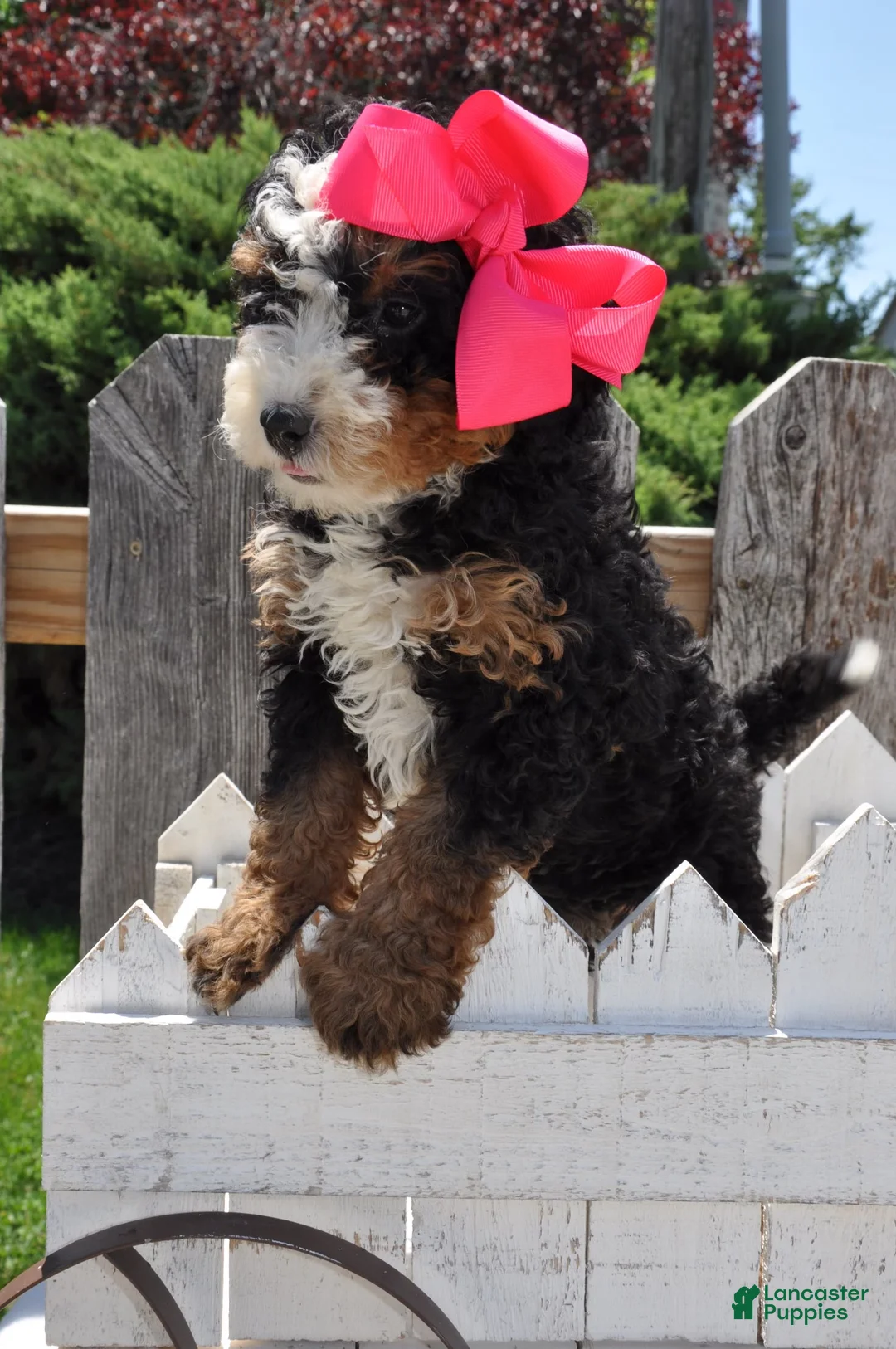 Mini Bernedoodle dogs for sale: Ms. Beasley - Ad 2