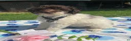 Mixed Breed dogs for sale: Mona - Ad 4