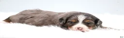 Mini Bernedoodle dogs for sale: Carter  - Ad 9