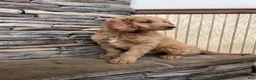Goldendoodle dogs for sale: Clark - Ad 8