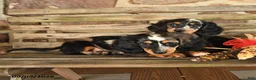 Dachshund dogs for sale: Britney - Ad 5