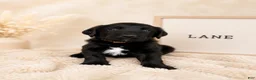 Labradoodle dogs for sale: Lance  - Ad 3