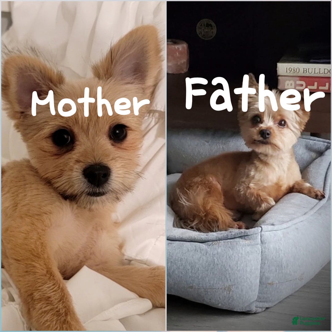 Mixed Breed dogs for sale: Miracle  - Ad 5