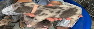 Winnie - XL American Bully Puppy 
