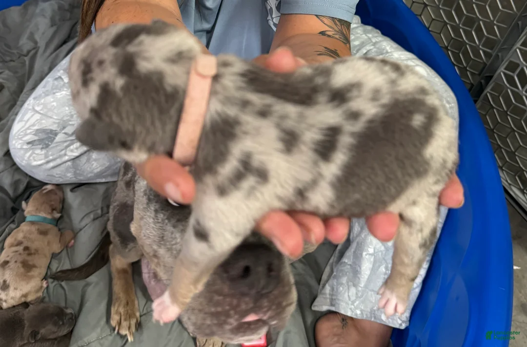 American Bully dogs for sale: Winnie - XL American Bully Puppy  - Ad 1