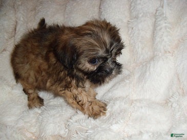 Shih Tzu dogs Shih Tzu 1 - Ad 1
