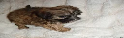 Shih Tzu dogs for sale: Shih Tzu 1 - Ad 1