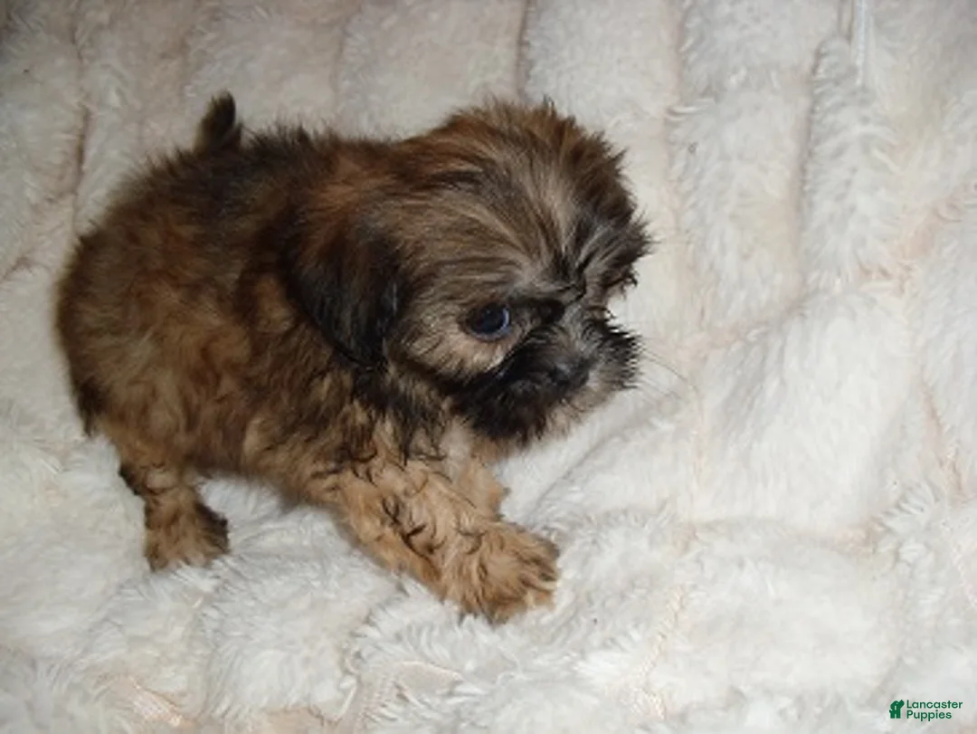 Shih Tzu dogs for sale: Shih Tzu 1 - Ad 1