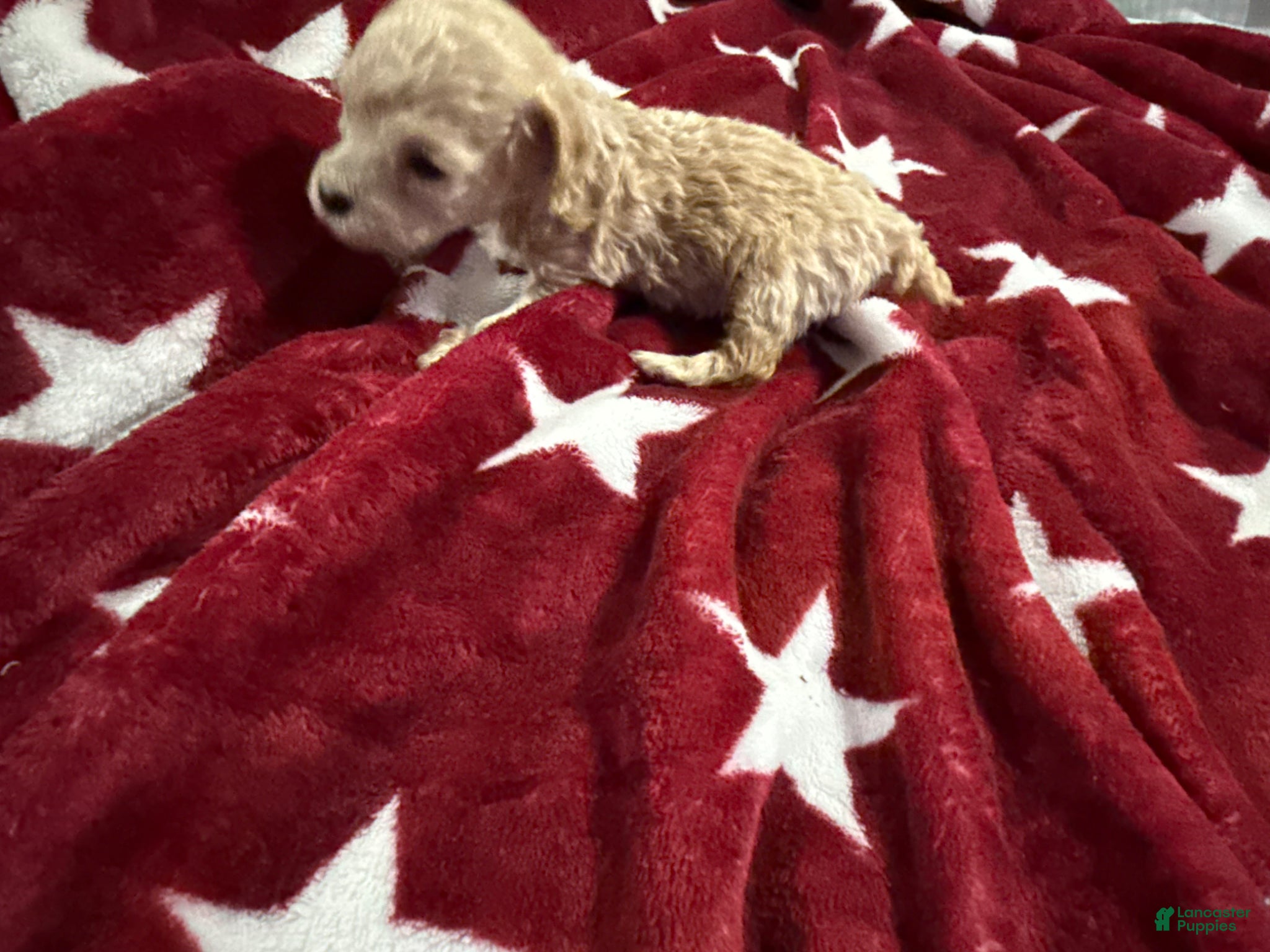 Toy Poodle dogs Teacup Toby Boy  - Ad 2