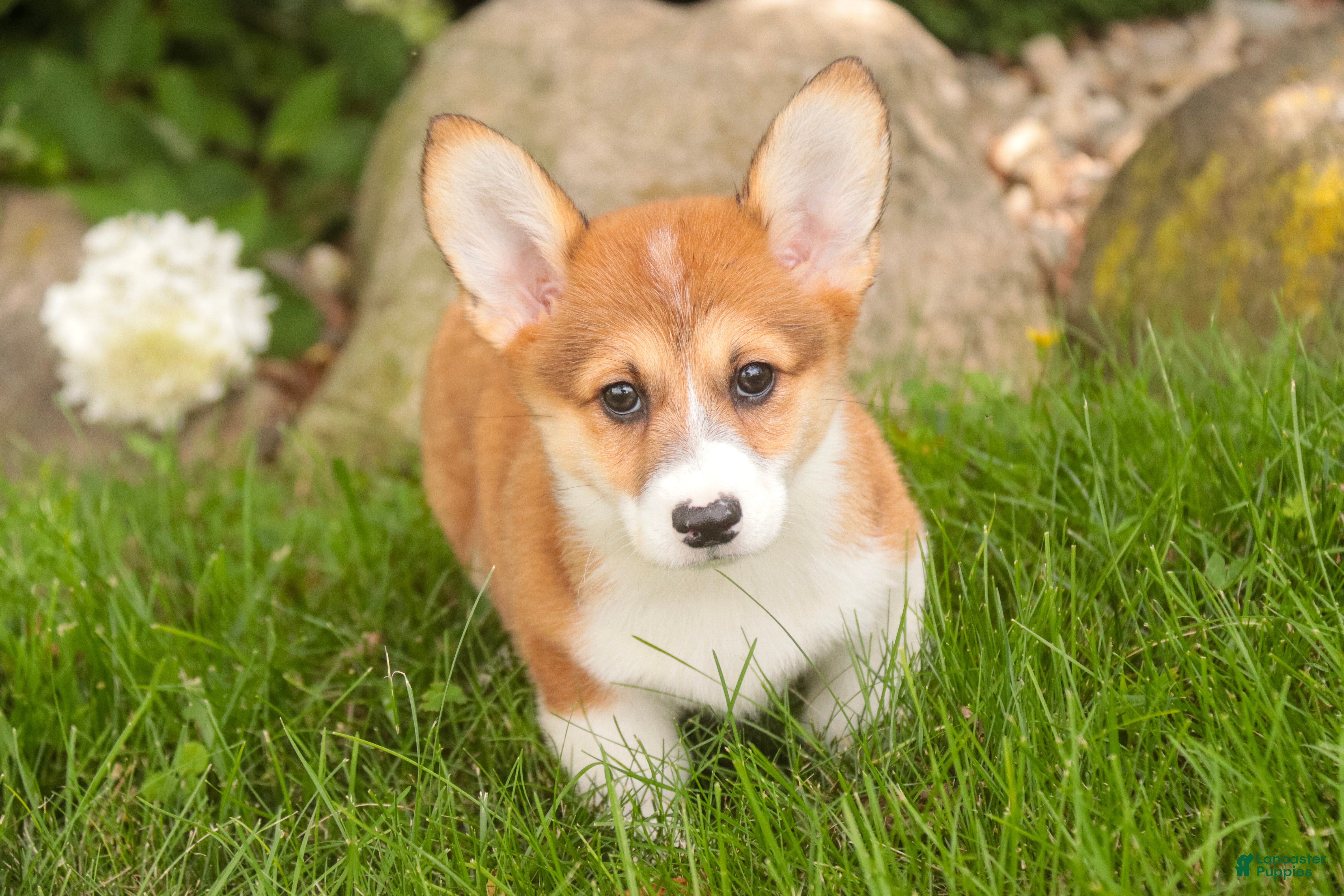 Welsh Corgi Pembroke dogs Lucky Charm Welsh Corgi Pembroke  - Ad 2