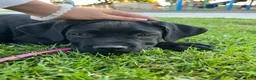 Cane Corso dogs for sale: Cane Corso Puppy 1 - Ad 1