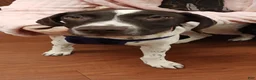 German Shorthaired Pointer dogs for sale: Mac - Ad 4