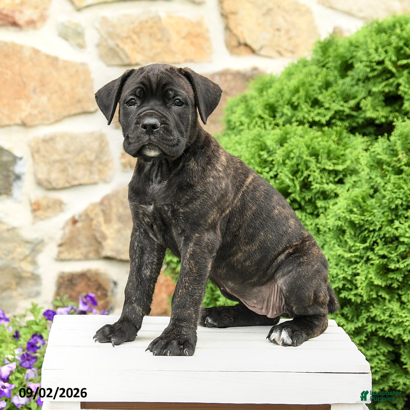 Cane Corso dogs for sale: Coda  - Ad 2
