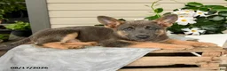 German Shepherd dogs for sale: Kayla - Ad 3
