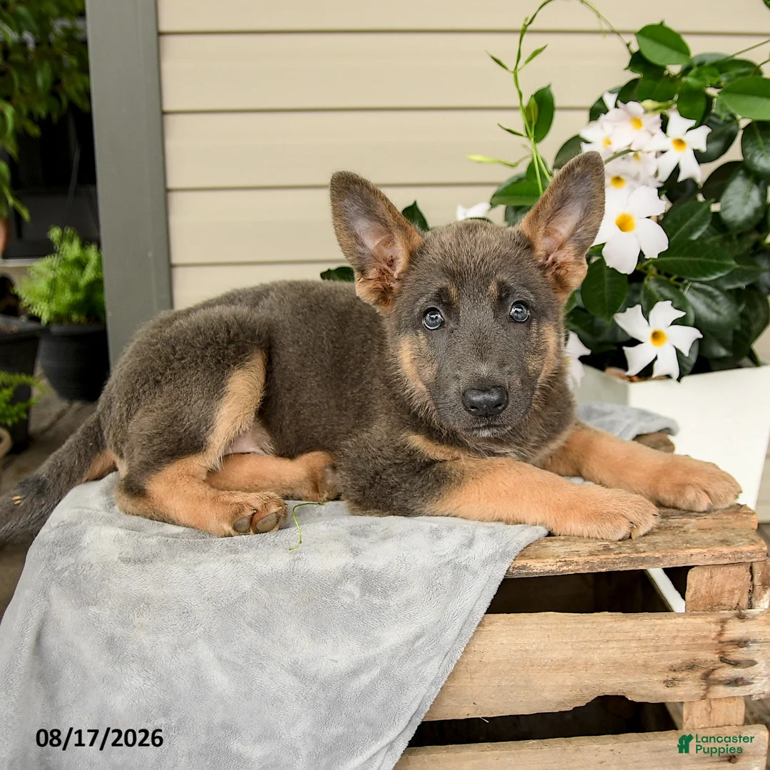 German Shepherd dogs for sale: Kayla - Ad 3
