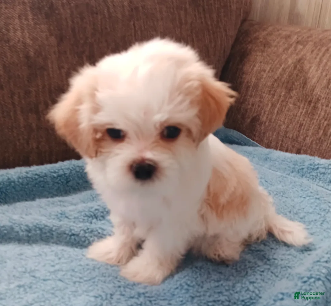 Teddy Bear dogs for sale: Toby - Ad 4