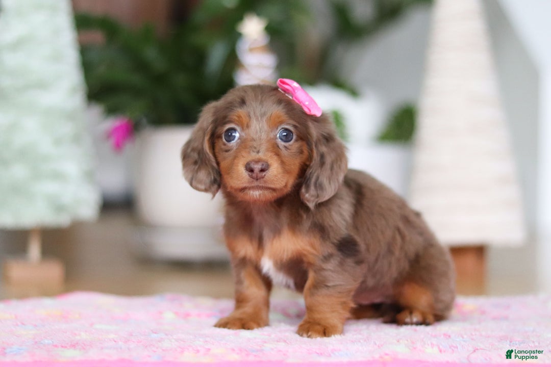 Miniature Dachshund dogs for sale: Elsa  - Ad 5