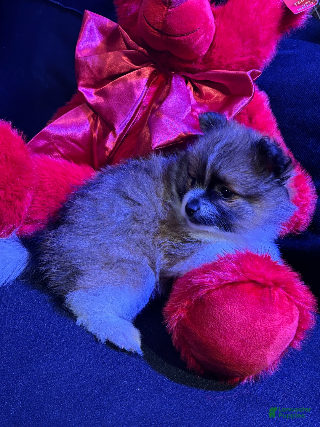 Pomeranian dogs for sale: Sparkles - Ad 4