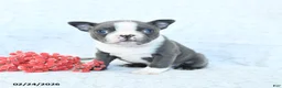 Boston Terrier dogs for sale: Lily - Ad 3