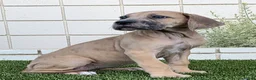 Great Dane dogs for sale: Great Dane 2 - Ad 2