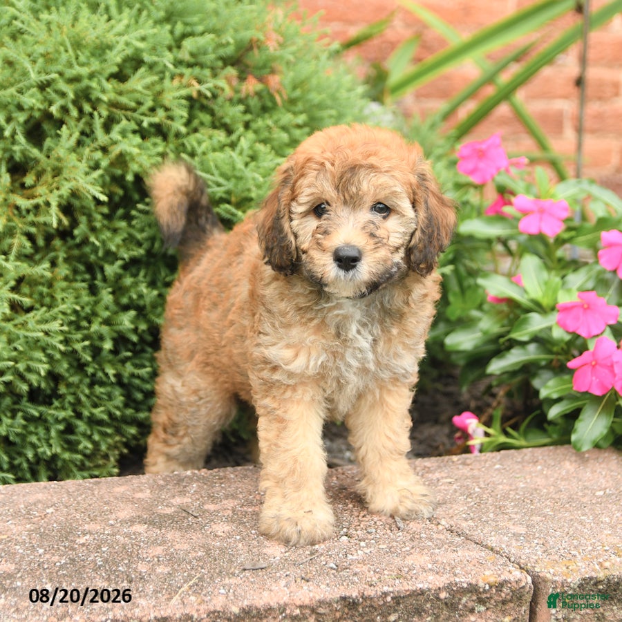 Miniature Poodle dogs Smores - Ad 1