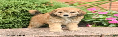 Smores