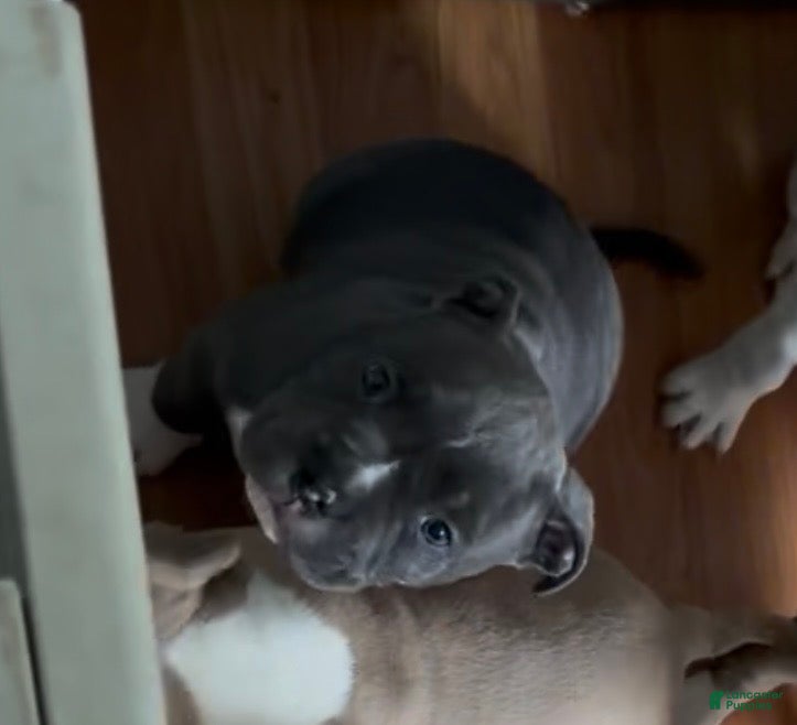American Bully dogs Blue  - Ad 1