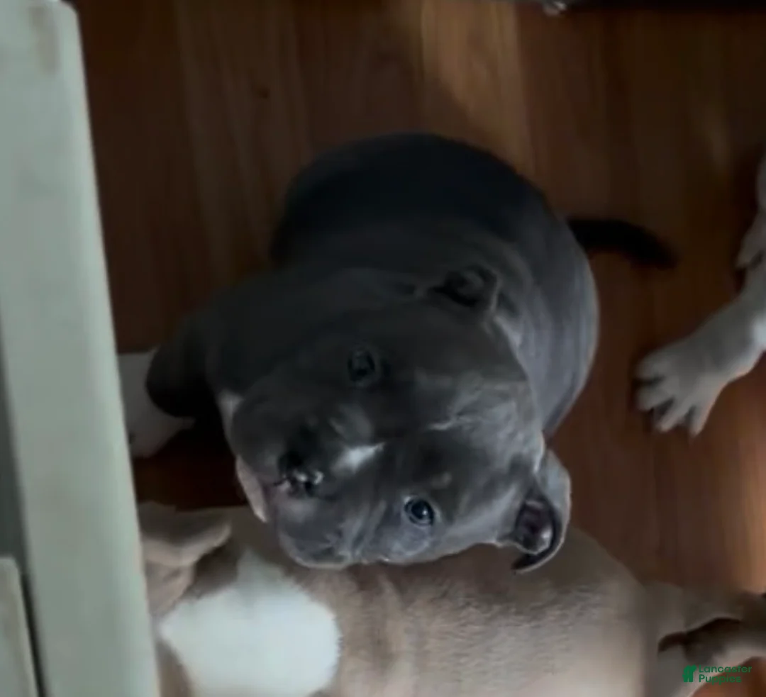 American Bully dogs for sale: Blue  - Ad 1