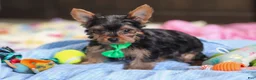 Yorkshire Terrier dogs for sale: Bear - Ad 2