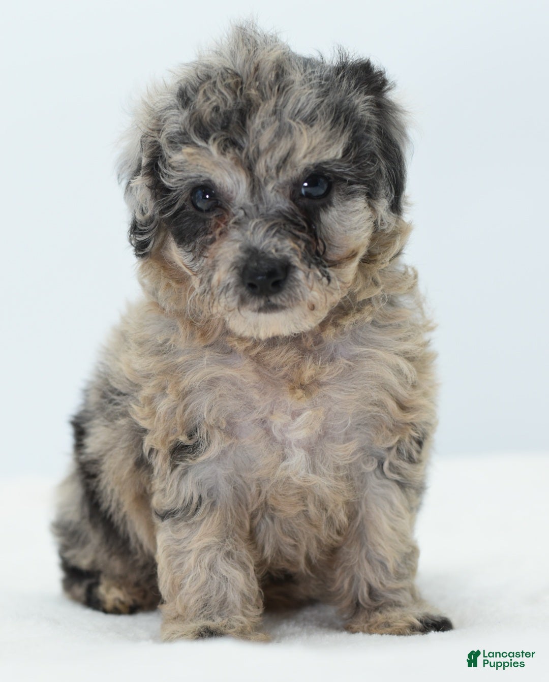 Toy Poodle dogs for sale: Blue merle female toy poodle  - Ad 3