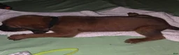 Redbone Coonhound dogs for sale: Redbone Coonhound 9(black) - Ad 10