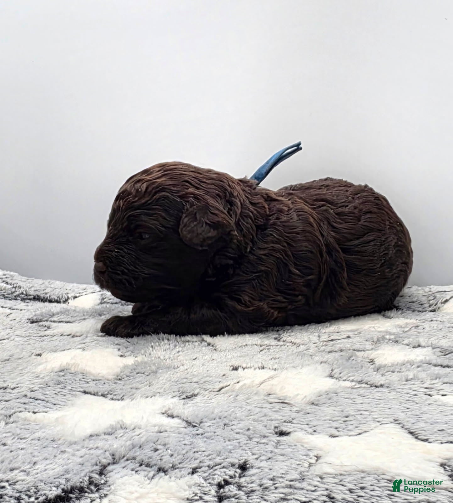 Miniature Poodle dogs for sale: Fudge - Ad 2