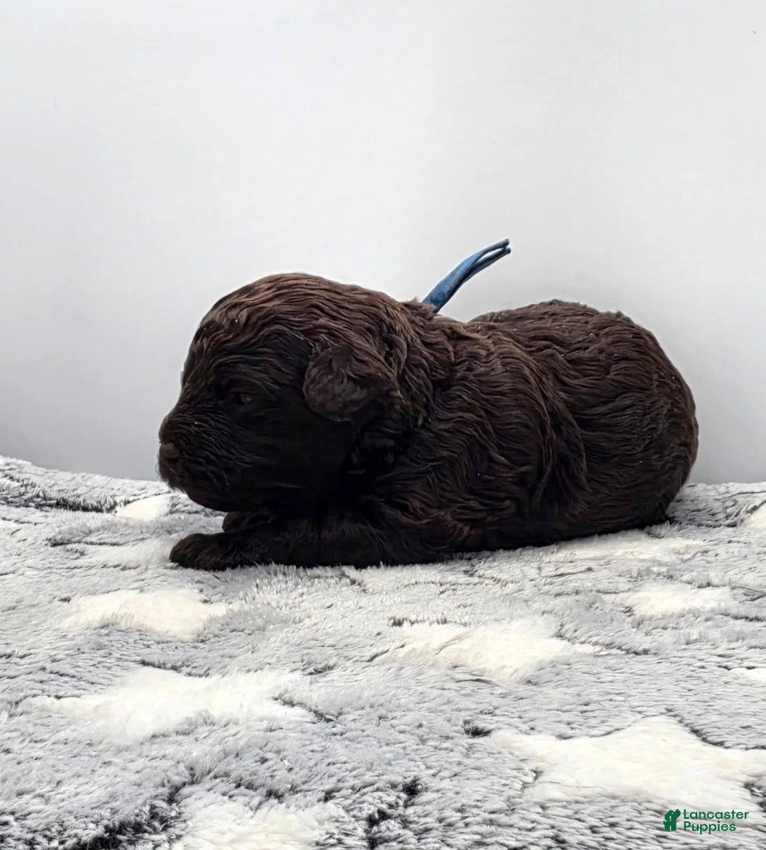 Miniature Poodle dogs for sale: Fudge - Ad 2