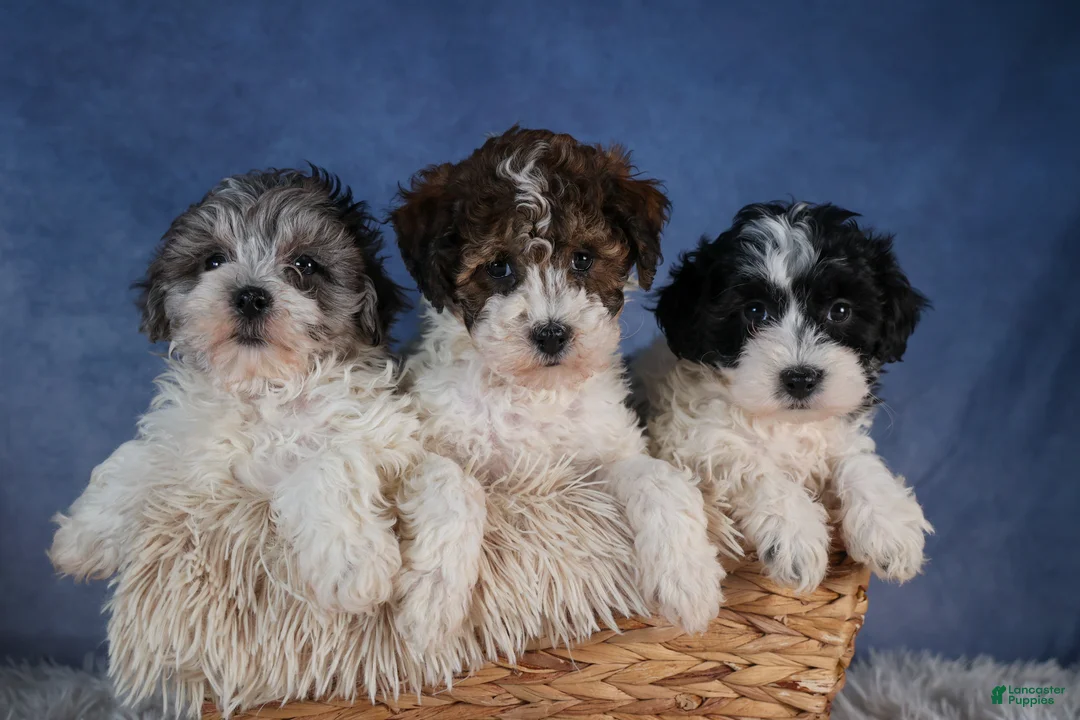 Havapoo dogs for sale: FREDA - Ad 15