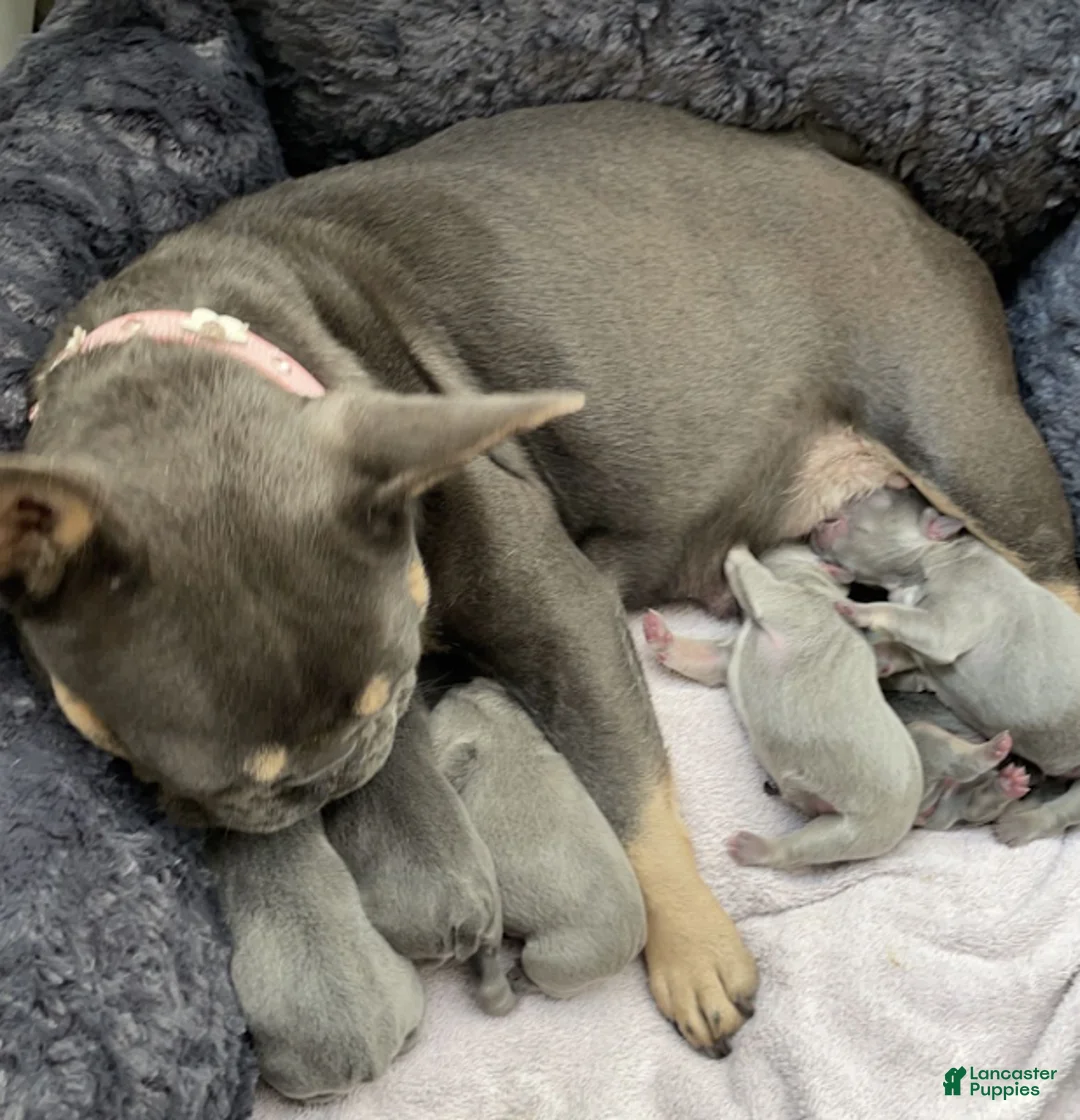 French Bulldog dogs for sale: Furby - Ad 3