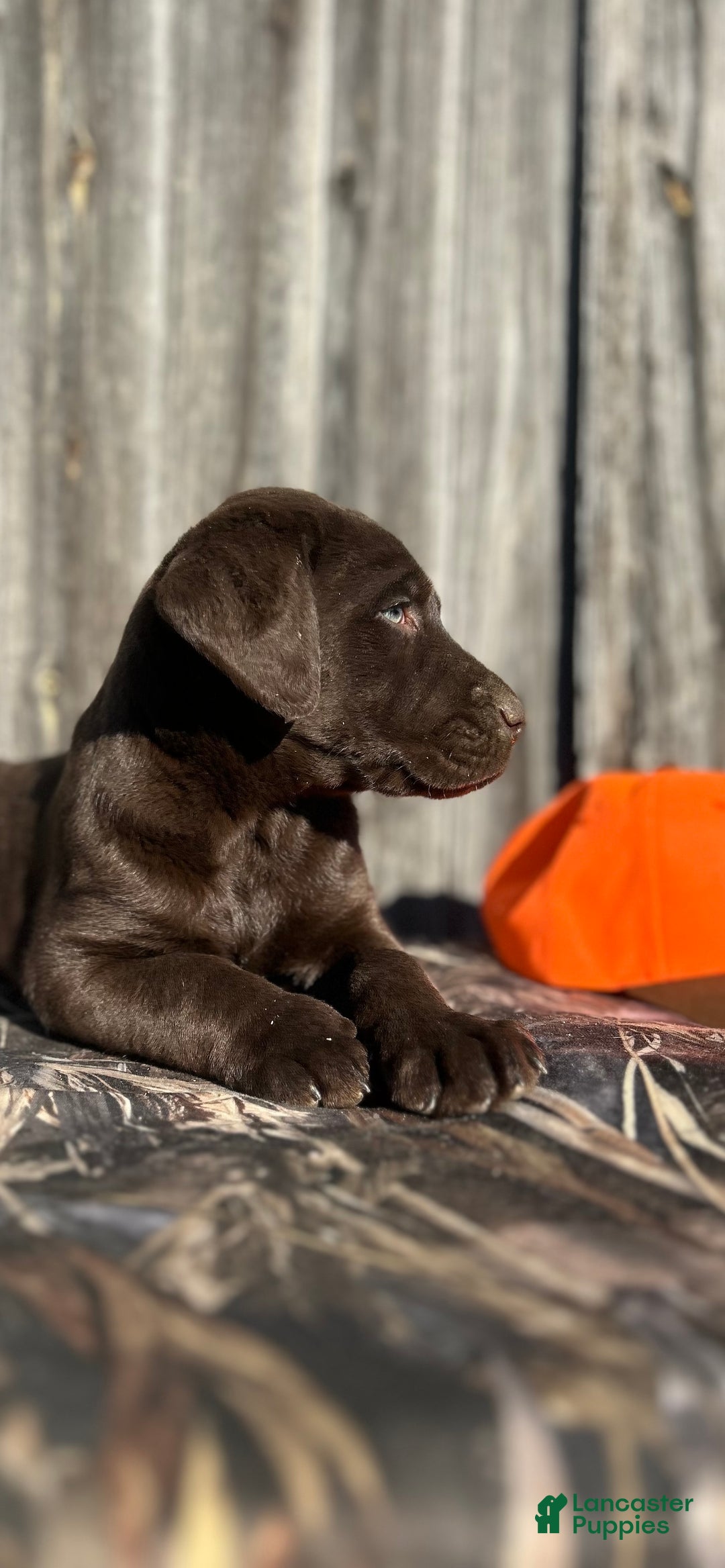 Labrador Retriever dogs for sale: Labrador Retriever litter of 2 puppies - Ad 1