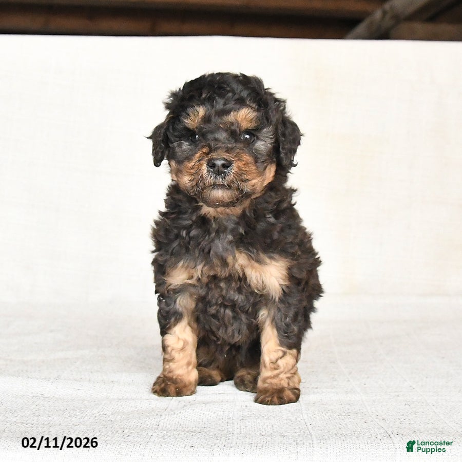 Mini Goldendoodle dogs Georgie - Ad 2