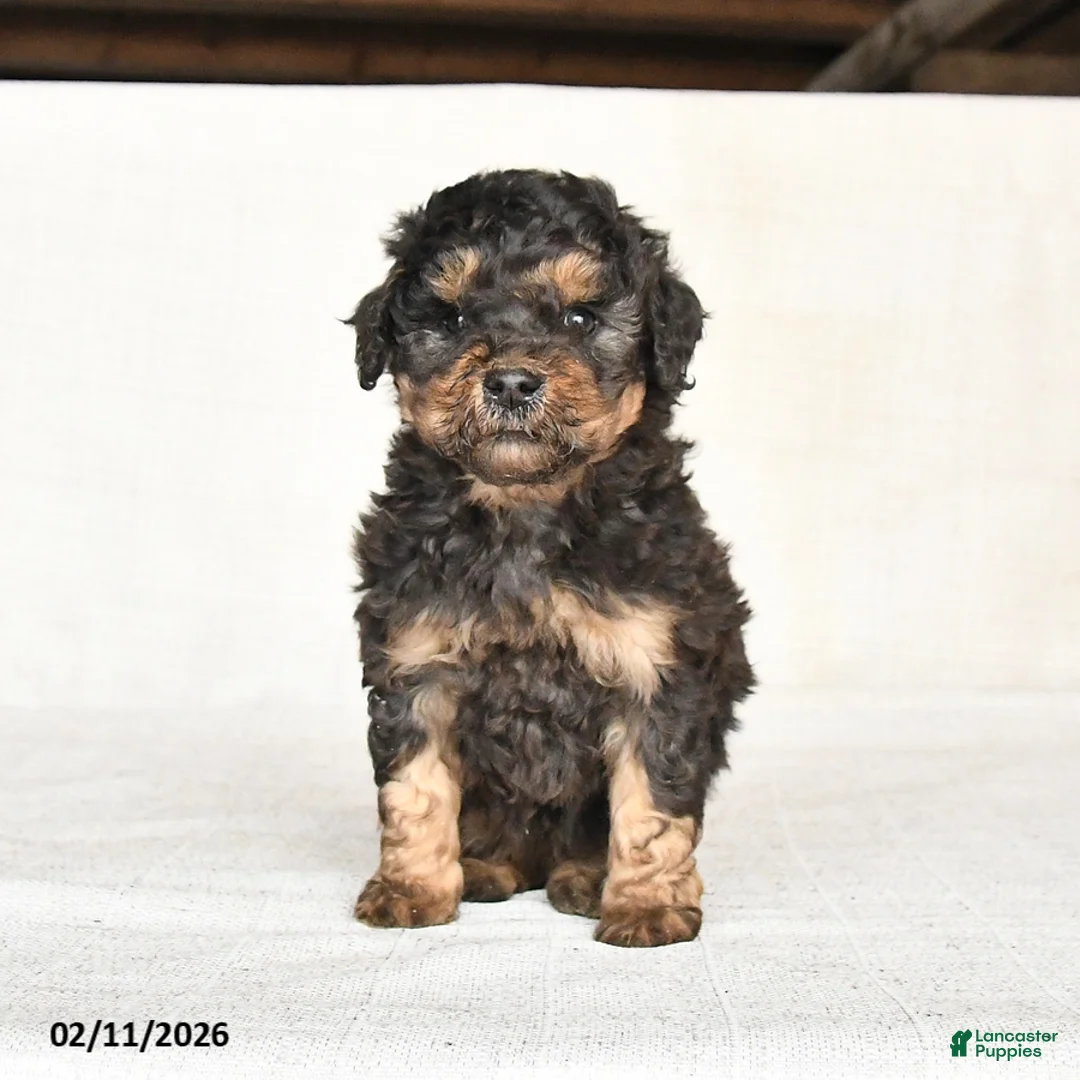 Mini Goldendoodle dogs for sale: Georgie - Ad 1